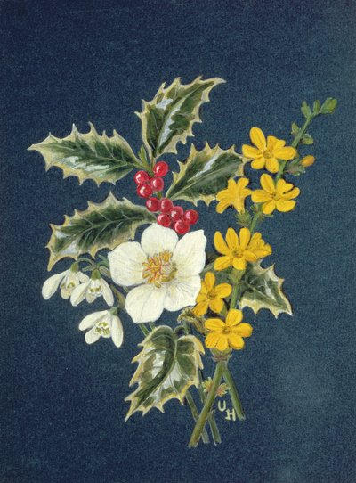 Holly, Christmas Rose, Snowdrop and Winter Jasmine by Ursula Hodgson